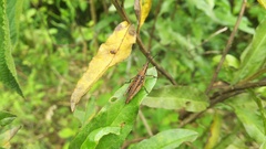 Pyrgomorphidae