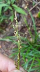 Carex brunnea