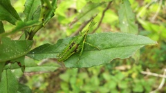 Pyrgomorphidae