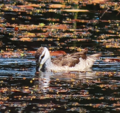 Nettapus coromandelianus
