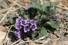 Physochlaina physaloides