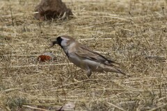 Montifringilla davidiana