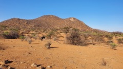 Struthio molybdophanes