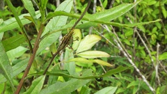 Pyrgomorphidae