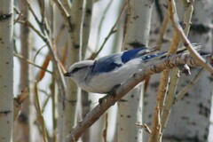 Cyanistes cyanus