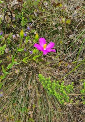Chironia melampyrifolia