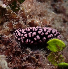 Phyllidiella