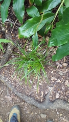 Carex brunnea