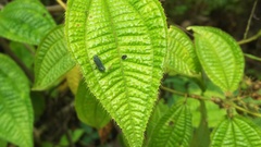 Fulgoridae