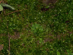 Riccia glauca glauca