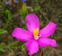 Chironia melampyrifolia