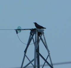Corvus corax