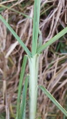 Cenchrus clandestinus