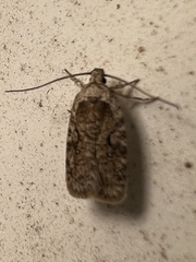 Agonopterix curvilineella