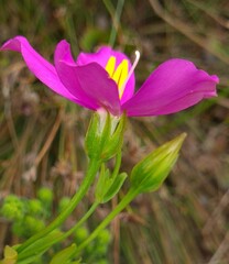 Chironia melampyrifolia