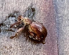 Anthonomus rectirostris