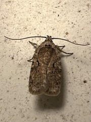 Agonopterix curvilineella