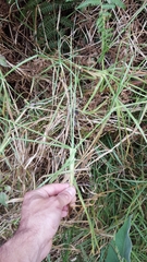 Cenchrus clandestinus