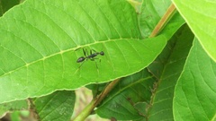 Camponotus hildebrandti
