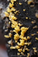 Calocera glossoides