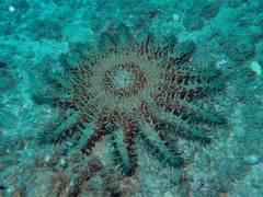 Acanthaster planci