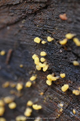 Calocera glossoides