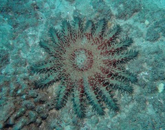 Acanthaster planci