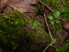 Riccia glauca glauca