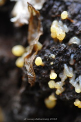 Calocera glossoides