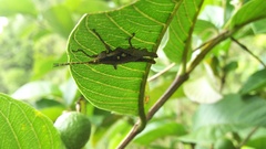 Pyrgomorphidae