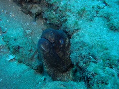 Gymnothorax flavimarginatus