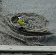 Parus major