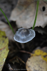 Tephrocybe rancida