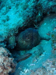 Gymnothorax flavimarginatus