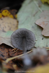 Tephrocybe rancida