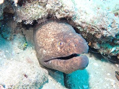 Gymnothorax flavimarginatus