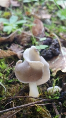 Helvella