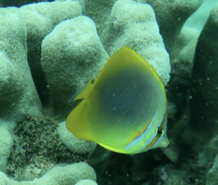 Chaetodon aureofasciatus