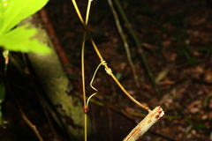 Cissus sterculiifolia