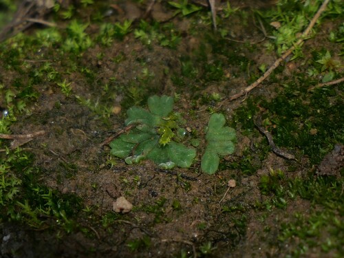 Riccia glauca var. glauca