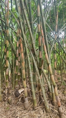 Bambusoideae