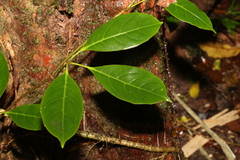 Cissus sterculiifolia