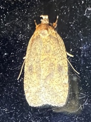 Agonopterix pulvipennella