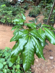 Sapindaceae
