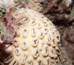Palythoa tuberculosa