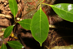 Cissus sterculiifolia