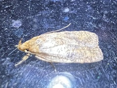 Agonopterix pulvipennella
