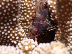 Dendrochirus barberi