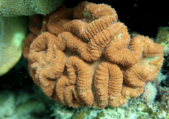 Lobophyllia