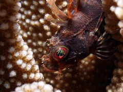 Dendrochirus barberi